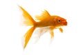 Golden Koi Fish Royalty Free Stock Photo