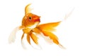Golden Koi Fish Royalty Free Stock Photo
