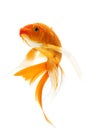 Golden Koi Fish Royalty Free Stock Photo