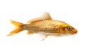 Golden Koi Fish Royalty Free Stock Photo