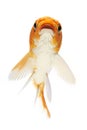 Golden Koi Fish Royalty Free Stock Photo