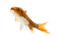 Golden Koi Fish Royalty Free Stock Photo