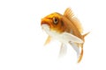 Golden Koi Fish Royalty Free Stock Photo