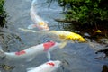 Golden koi fish - brocaded carp Royalty Free Stock Photo