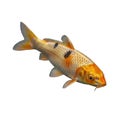 Golden koi fish with orange and black patterns on transparent background Royalty Free Stock Photo