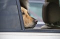 Golden lab in car with open window with just his nose and eyes showing in window-looking thoughtful