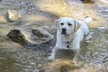 Golden Lab cools off in a small stream