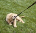 Puppy dog chewing pulling leash. Bad pet behavior animal obedience training.