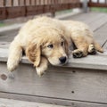 Golden lab labrador retriever puppy pet with sad, sulky, pouting expression. Cute, funny, bad, bored dog concept. Royalty Free Stock Photo