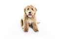 Golden Labradoodle dog isolated on white background Royalty Free Stock Photo