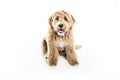 Golden Labradoodle dog isolated on white background