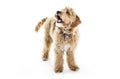 Golden Labradoodle dog isolated on white background Royalty Free Stock Photo