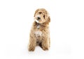 Golden Labradoodle dog isolated on white background Royalty Free Stock Photo