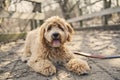 Golden Labradoodle dog outside in fall season