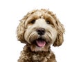 Golden labradoodle on white background Royalty Free Stock Photo