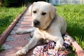 Golden labrador Royalty Free Stock Photo