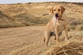 Golden Labrador Royalty Free Stock Photo