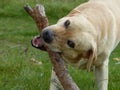 Golden labrador chewing the stick