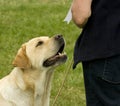 Golden labrador at county show Royalty Free Stock Photo