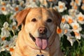 Golden labrador in daffodils field Royalty Free Stock Photo