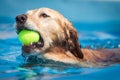 Golden Labrador Dog swims through clear blue water with a tennis ball Royalty Free Stock Photo