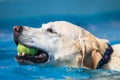 Golden Labrador Dog swims through clear blue water with a tennis ball. Royalty Free Stock Photo