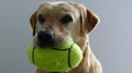 Golden Labrador ball Royalty Free Stock Photo