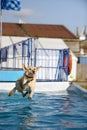 Golden Labrador jumping into a pool of water