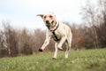 Golden labrador Royalty Free Stock Photo
