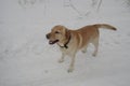 golden labrador outside