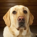 Golden Labrador Portrait