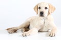 Golden Labrador puppy Royalty Free Stock Photo