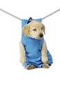 Golden Labrador Puppy Royalty Free Stock Photo