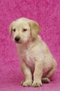 Golden Labrador Puppy Royalty Free Stock Photo