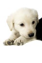 Golden Labrador Puppy Royalty Free Stock Photo