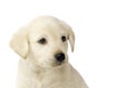Golden Labrador Puppy Royalty Free Stock Photo
