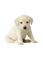 Golden Labrador Puppy Royalty Free Stock Photo