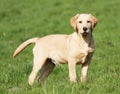 Golden Labrador puppy