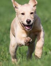 Golden Labrador puppy running through field