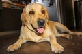 Golden Labrador resting after a 10 km walk in the fields