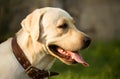 Golden Labrador Retriever