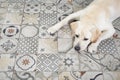 golden labrador retriever dog lying on floor indoors. Time to sleep, sweet dreams, goodnight, it was long day