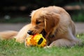 A golden Labrador Retriever dog playing with his toy outdoors. Created with Generative AI Royalty Free Stock Photo
