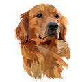 Golden Labrador Retriever. Head vector illustration isolated on white background Royalty Free Stock Photo