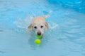 Golden labrador retriever mixed breed dog in swimming pool Royalty Free Stock Photo