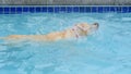 Golden labrador retriever mixed breed dog in swimming pool Royalty Free Stock Photo