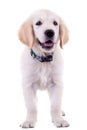 Golden labrador retriever puppy Royalty Free Stock Photo