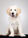 Golden labrador retriever puppy Royalty Free Stock Photo