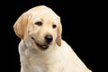 Golden Labrador Retriever puppy isolated on black background Royalty Free Stock Photo