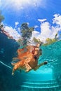 Golden labrador retriever puppy in swimming pool. Underwater funny photo Royalty Free Stock Photo